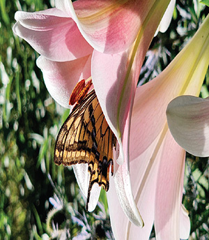 ���̼��� �𸮳밡�翡 ã�ƿ� ����(1)